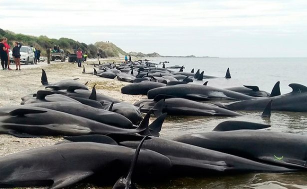 Unas Ballenas Pilotos Mueren Tras Quedarse Varadas En Nueva Zelanda