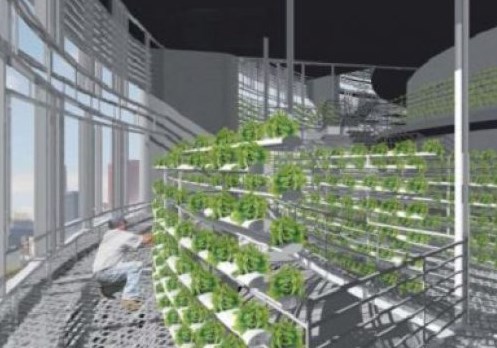 El Cultivo High Tech De Verduras Prolifera En Granjas Verticales En