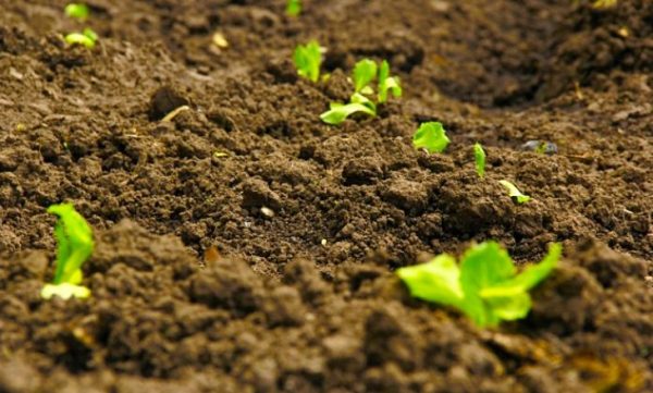 El impacto de la radiación solar en el suelo ayuda a mitigar la