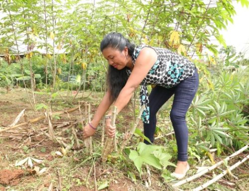 Emprendimientos: Residentes de Panamá Este están produciendo alimentos en granjas autosostenibles a través del programa Redes de Familia