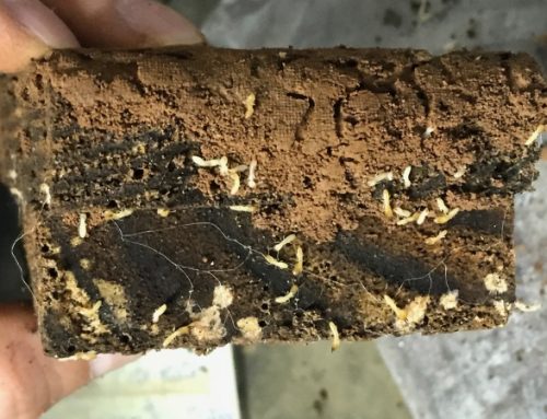 Las termitas podrían tener un rol importante en el cambio climático