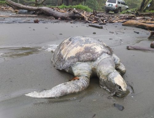 Comisión especial investiga la causa de las muertes de más de 100 tortugas marinas