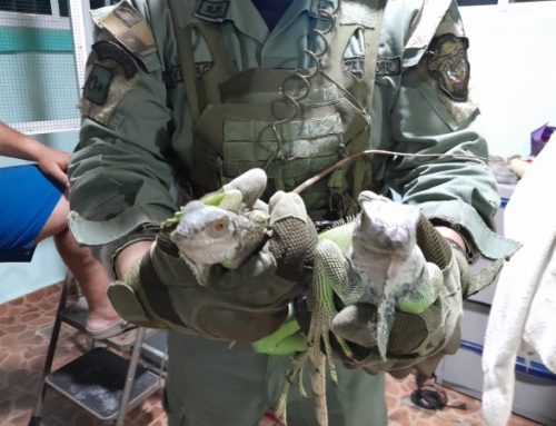 Policía Nacional de Panamá, ha rescatado a 70 animales silvestres en lo que va del año