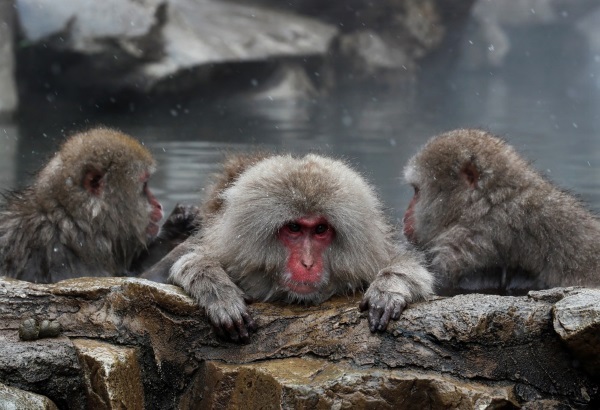 CRISIS CLIMÁTICA: El zoo más antiguo de Japón adaptará la zona de macacos japoneses ante el calentamiento global