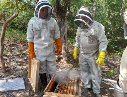Actividad apícola se incrementa en Panamá