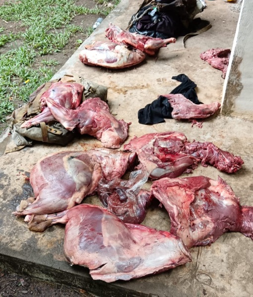 Continúa la caza ilegal de venado cola blanca y saíno en Panamá Oeste