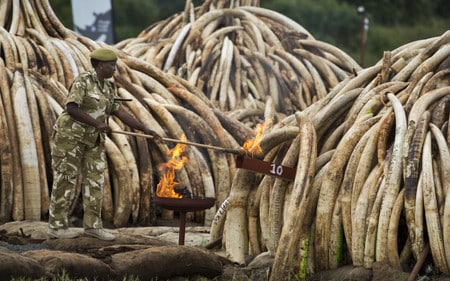 Desciende el tráfico ilegal de marfil de elefante y de cuerno de rinoceronte