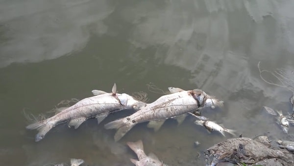 Investigan caso de mortandad de peces en el Parque Nacional Sarigua
