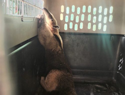 Aumentan los rescates de fauna silvestre en Chiriquí