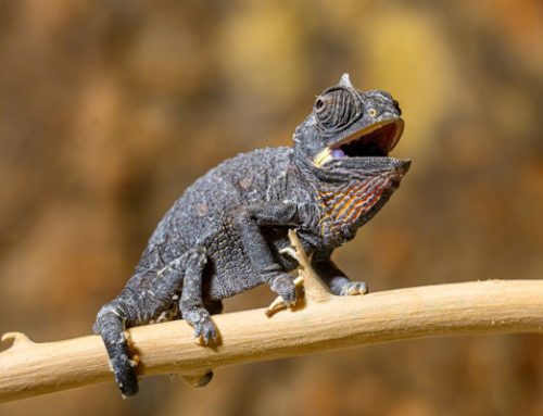 Viena Animales: Viena logra el primer nacimiento en cautiverio de crías de camaleón del desierto