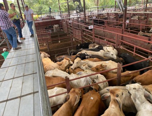 Autoridades del MIDA realizan gira de trabajo en subasta ganadera de Chiriquí