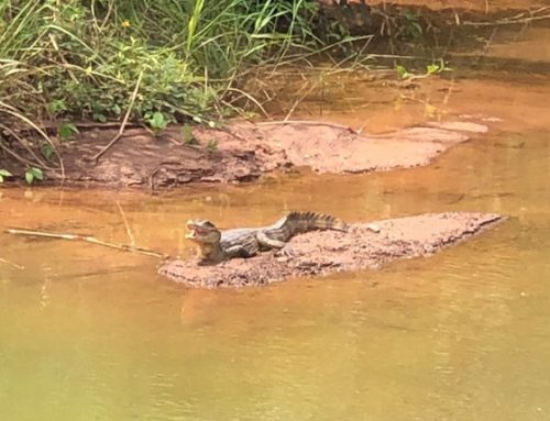 Investigarán en Colón supuesto delito contra la fauna silvestre