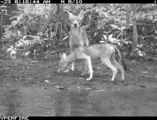 MiAMBIENTE insta a productores agrícolas de la región central del país a tomar medidas ante la presencia de coyotes