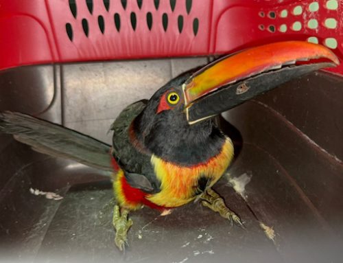 Rescatan tucancillo piquinaranja en Boquete