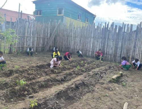 Estudiantes con discapacidad de Guna Yala siembran papayos para mejorar su salud y bienestar