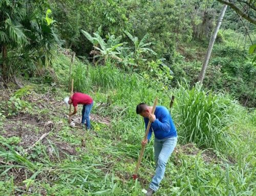 Reforestan área cercana a la toma de agua en la comunidad de Las Lomas en La Pintada