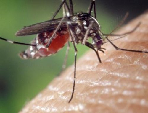 Panamá no registra casos de Zika, Chikungunya, Hantavirus, Gusano Barrenador en Humanos y Leptospirosis en lo que va del 2025