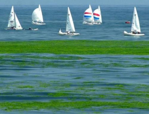 CAMBIO CLIMÁTICO: La superficie del océano se calienta cuatro veces más rápido que en los años 80