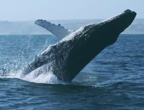 Chile se ha convertido en un «corredor mortal» para las ballenas, advierten expertos