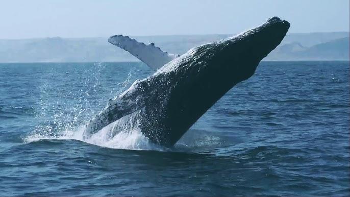 Chile se ha convertido en un «corredor mortal» para las ballenas, advierten expertos