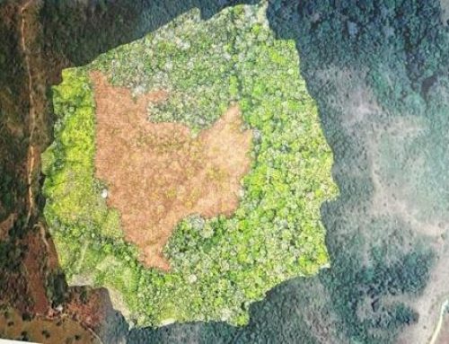 Crimen ecológico: deforestan área de nacimiento del Río Cacao