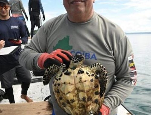 Encuentran la tortuga carey más pequeña en la 21ª Campaña de Monitoreo en el Parque Nacional Coiba