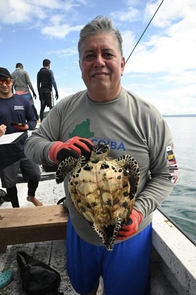 Encuentran la tortuga carey más pequeña en la 21ª Campaña de Monitoreo en el Parque Nacional Coiba