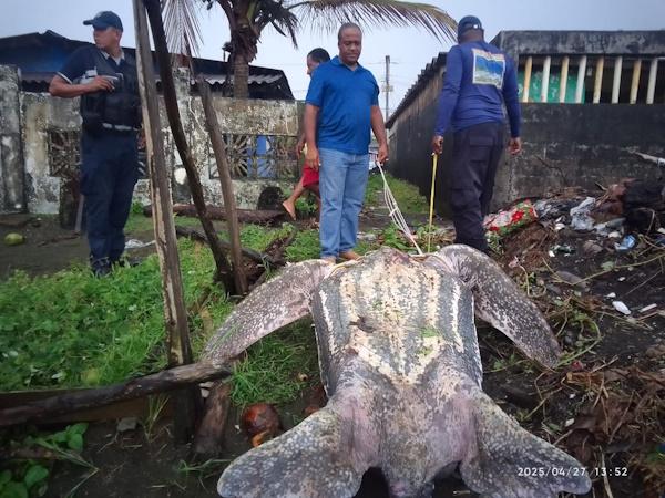 Encuentran muerta tortuga baula en playa de María Chiquita: MiAMBIENTE y Policía Nacional trabajan en coordinación para encontrar a los responsables