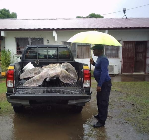 TORTUGA BAULA MUERTA 2