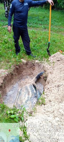 TORTUGA BAULA MUERTA 3