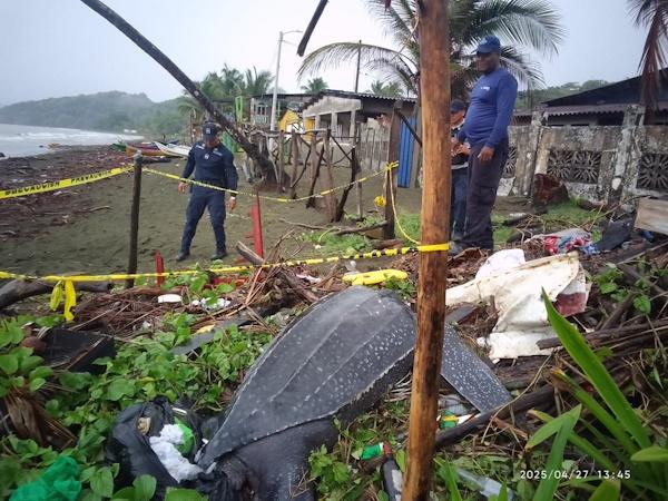 TORTUGA BAULA MUERTA 4