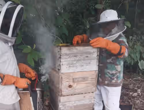 Salud Animal del MIDA realiza muestreo para prevenir enfermedades en la apicultura