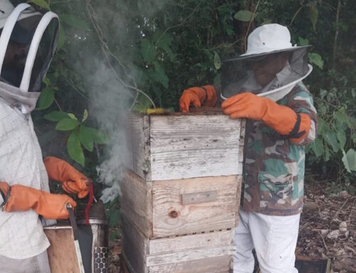 Salud Animal del MIDA realiza muestreo para prevenir enfermedades en la apicultura