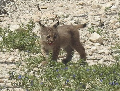 LINCE IBÉRICO: Nacen los dos primeros cachorros de lince ibérico en libertad en la Región de Murcia