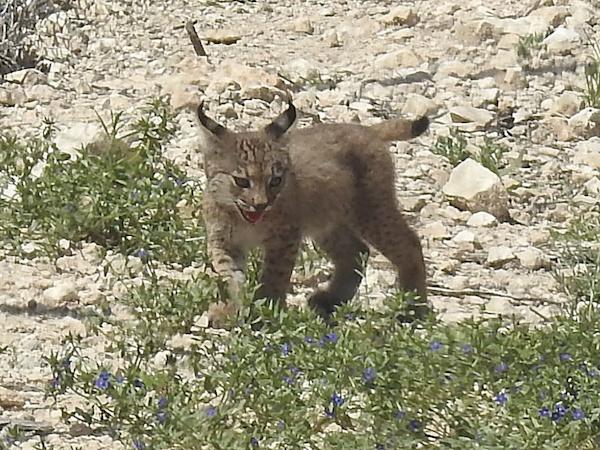 LINCE IBÉRICO: Nacen los dos primeros cachorros de lince ibérico en libertad en la Región de Murcia
