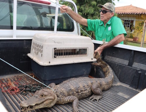 MiAMBIENTE rescata y reubica zarigüeya y cocodrilo en la provincia de Herrera