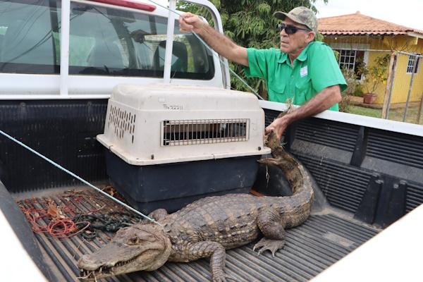 MiAMBIENTE rescata y reubica zarigüeya y cocodrilo en la provincia de Herrera