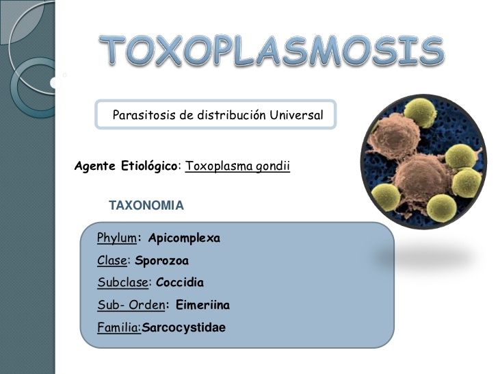 Toxoplasma taxonómia