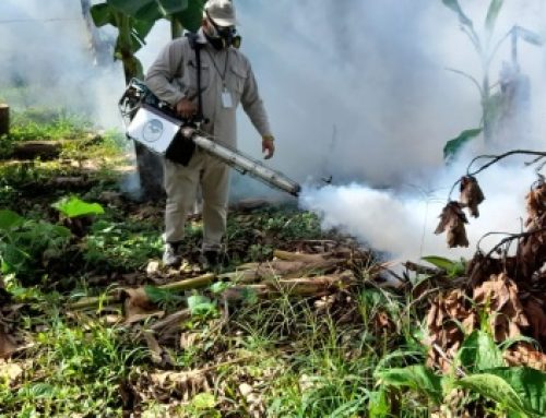 Barú en alerta por elevada infestación de Dengue