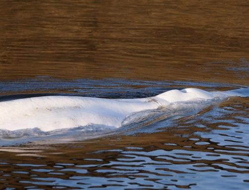 Muere la ballena beluga atrapada en el río Sena pese a una operación de rescate
