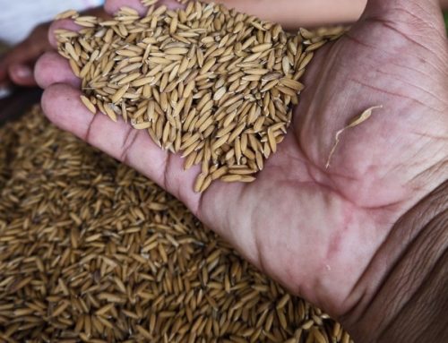 Contingente de 600 mil quintales de arroz llegó a Panamá
