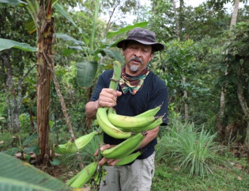 Emprendimientos: Residentes de Panamá Este están produciendo alimentos en granjas autosostenibles a través del programa Redes de Familia