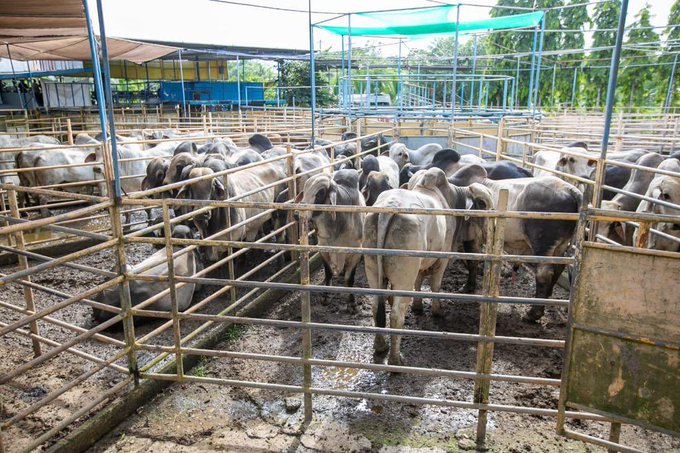 PRODUCTORES VERAGUAS 5