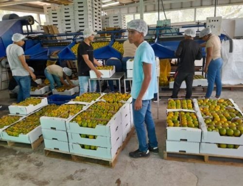 Limones persas y naranjas valencias panameñas llegan a mercado de las Antillas