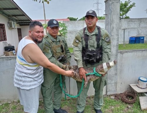 Policía rescata caimán en la Barriada “Colinas del Sol”
