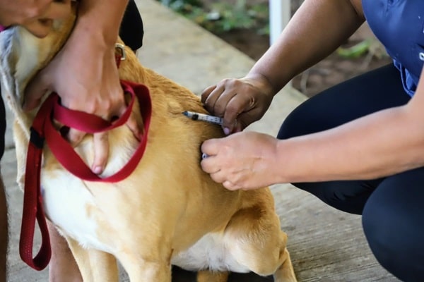 5,416 perros y gatos atendió Bienestar Animal de la Alcaldía de Panamá en este periodo
