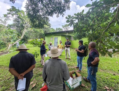 Caficultura limpia: orientan sobre uso de fertilizantes a base de alga