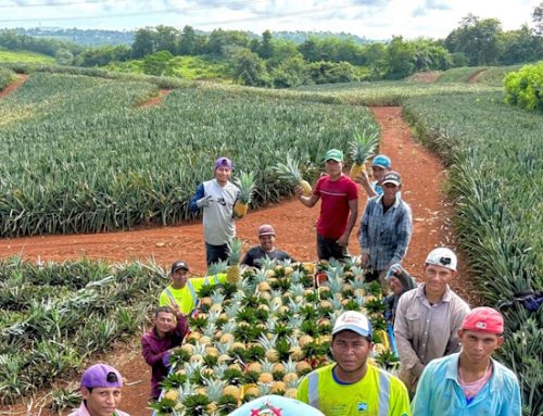 MIDA Panamá Oeste apoya a productores de Piña con destino Europa