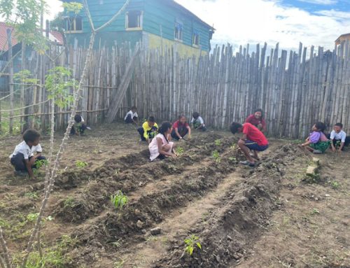 Estudiantes con discapacidad de Guna Yala siembran papayos para mejorar su salud y bienestar