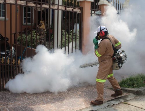 Estricta vigilancia ante aumento de casos de dengue en San Miguelito